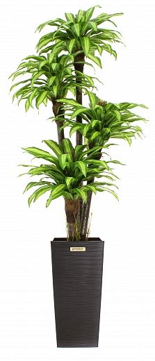 Dracaena Buscher Cachepot Dekollete Kuno 57