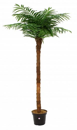 Tuli date palm Q