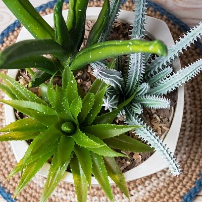 Succulent Agave Kiljot Cachepot Dekollete set of 2 pieces Agave Lomil Cachepot Dekollete