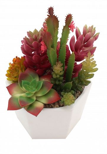 Succulent composition Carmen cachepot Dekollete