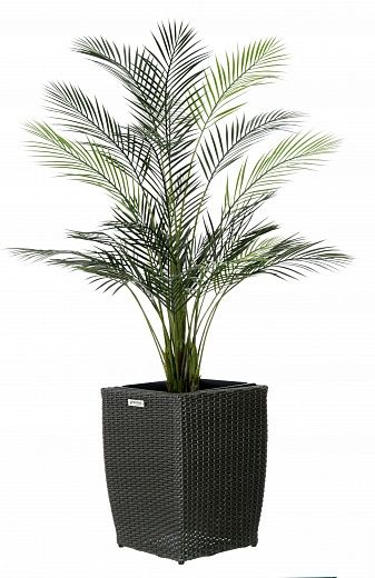 Date palm Kariba 150 cachepot Dekollete Rattan Cube 32