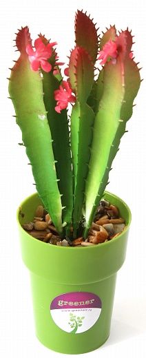 Cactus Fuerte