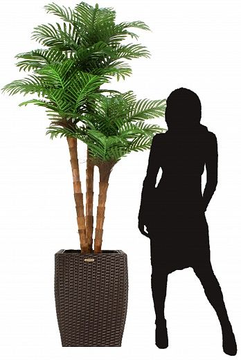 Date palm Atwood cachepot Dekollete Rattan Cube 32