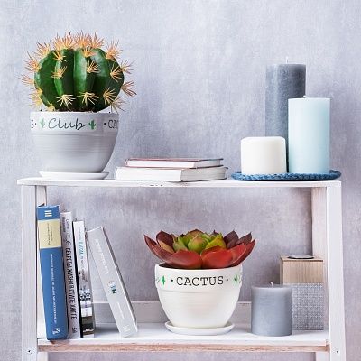 Echiveria Tabasco Cachepot Dekollete Cactus Club Set of 2 pieces