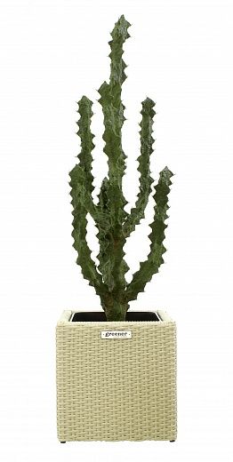 Cactus Ridge Cachepot Dekollete Rattan Cube 32 available to order 1 piece