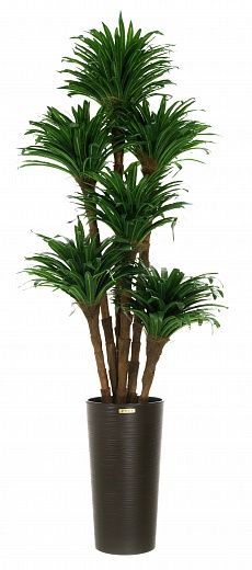 Dracaena David cachepot Dekollete Serso 46