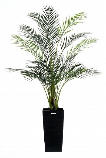 Date palm Kariba 150 cachepot Dekollete Cuno 46