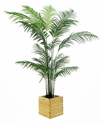 Date palm Monastir 240 cachepot Dekollete Gurido 30