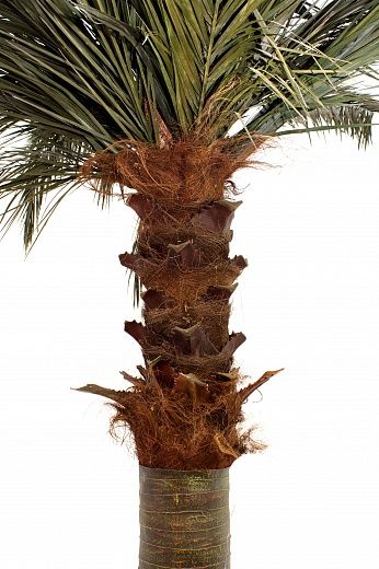 Townsville date palm available in order of 1 piece only