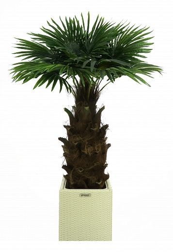 Washingtonia Hanan Cachepot Dekollete Rattan Cone 50