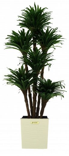 Dracaena david cachepot Dekollete Clasico 30