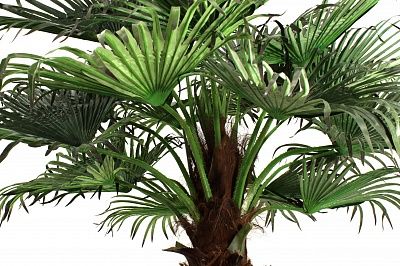 Washingtonia Koror