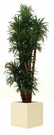 Dracaena Basu Cachepot Dekollete Rattan Cone 50