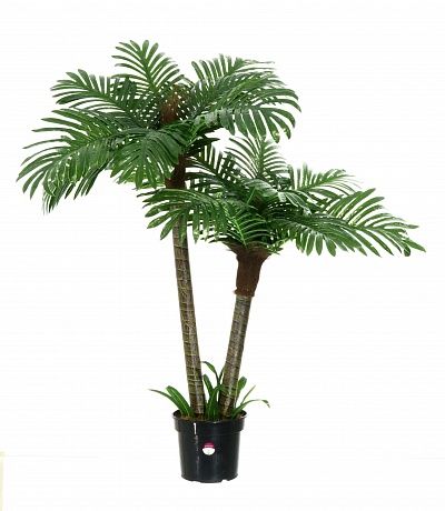 Date Palm Bogora