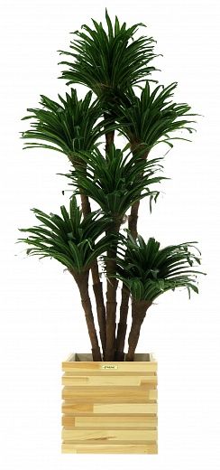 Dracaena david cachepot Dekollete Bandas 30 color