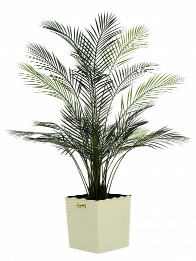 Date palm Kariba 150 cachepot Dekollete Clasico 30