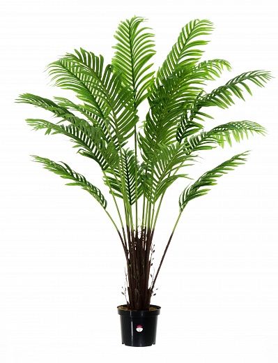 Date palm Bizerte available to order 1 piece