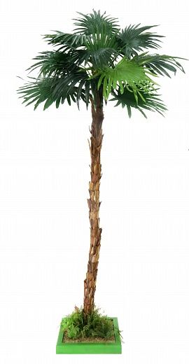 Palm Washingtonia Meknes available to order 1 piece