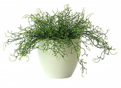 Tillandsia Noa Charm cachepot Dekollete 18