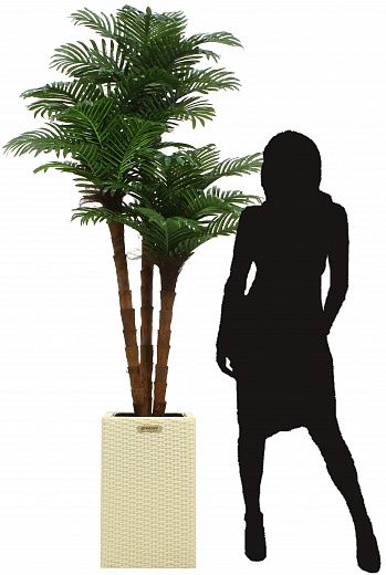 Date palm Atwood cachepot Dekollete Rattan Cube 50