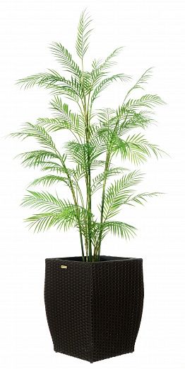 Elbay date palm Elbay date palm 160 Dekollete Rattan Cone 50