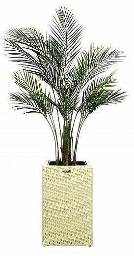 Date Palm Kariba Cachepot Dekollete Rattan Cube 50