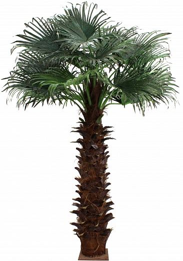 Washingtonia Koror