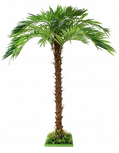 Mergui date palm