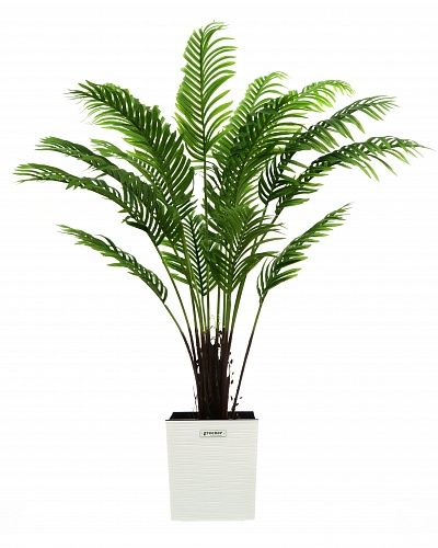 Date palm Bizerte cachepot Dekollete Clasico 30 available for order 1 piece