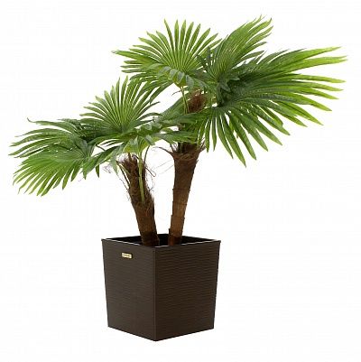 Washingtonia Karo Cachepot Dekollete Clasico 30