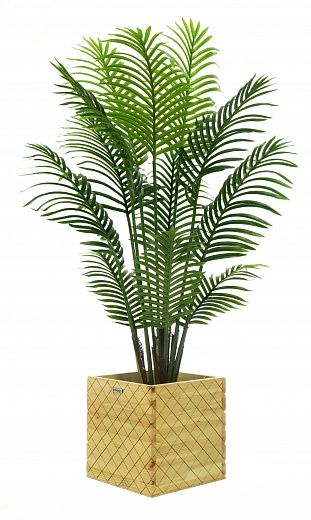 Madia date palm cachepot Dekollete Gurido 30