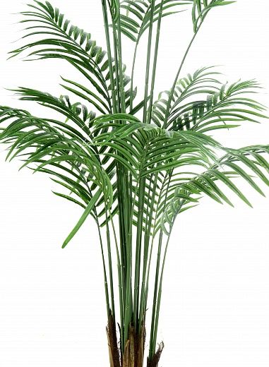 Date palm Monastir 240 cachepot Dekollete Clasico 30 Eco