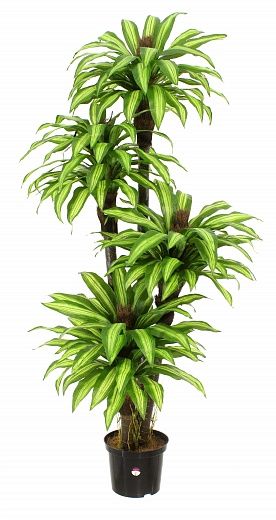 Dracaena Boucher