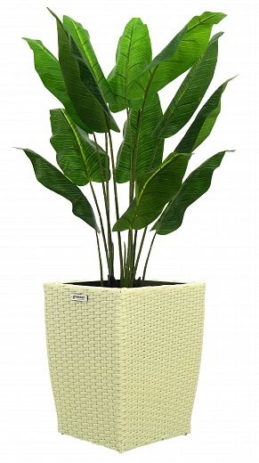 Banana Perey 120 cachepot Dekollete Rattan Cube 39