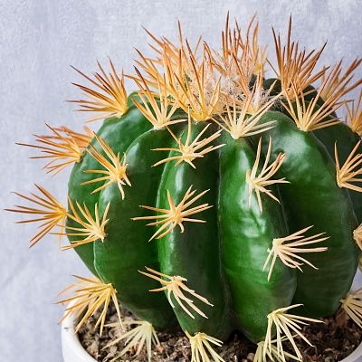 Echiveria Tabasco Cachepot Dekollete Cactus Club Set of 2 pieces