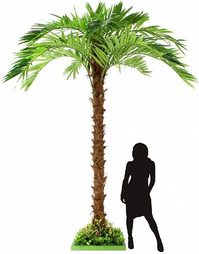 Mergui date palm