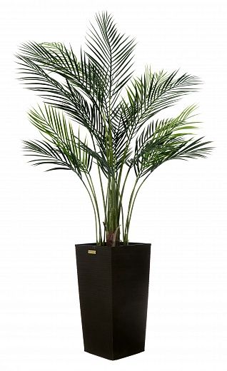 Date palm Kariba cachepot Dekollete Cuno 46