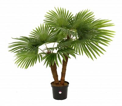 Washingtonia Caro