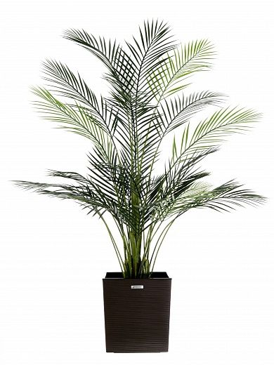 Date palm Kariba 150 cachepot Dekollete Clasico 30