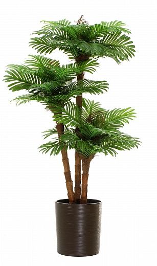 Date palm Avalon cachepot Dekollete Clasico 30