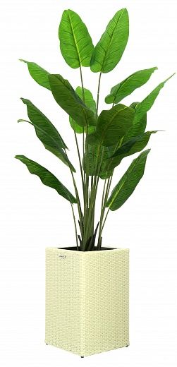 Banana Perey 150 cachepot Dekollete Rattan Cube 50 available to order 2 pieces