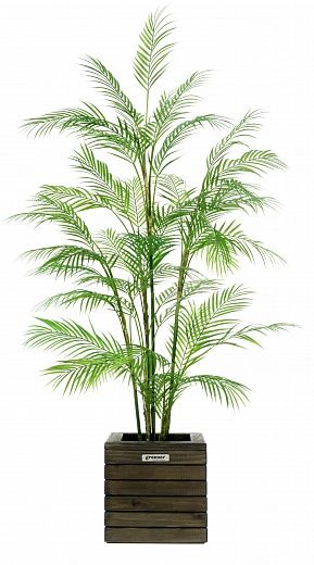 Elbay date palm 160 cachepot Dekollete Roca Cube 30