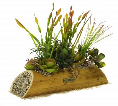 Succulent Mix Playa Cachepot Dekollete Bambu available for order 3 pieces