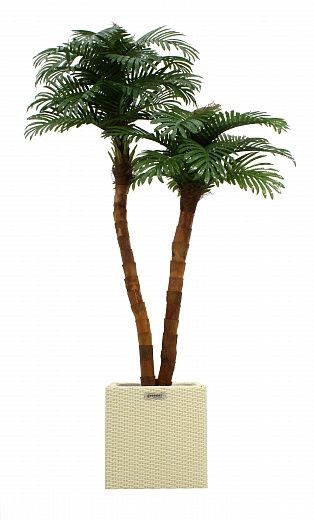 Date palm Amara cachepot Dekollete Rattan Cone 50