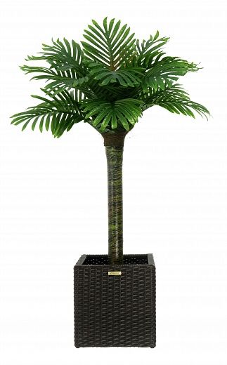 Date palm Saada cachepot Dekollete Rattan Cube 32