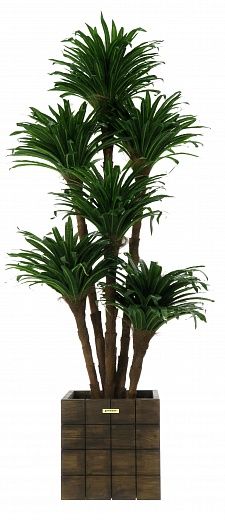 Dracaena david cachepot Dekollete Chess 30 color