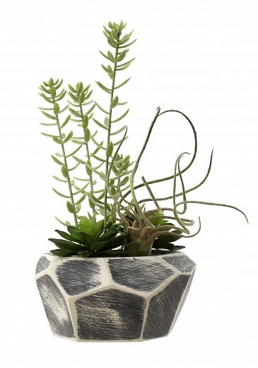 Succulent composition Denver Cachepot Dekollete Granite