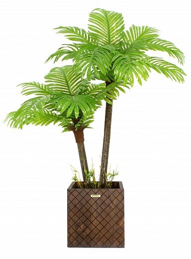 Date Palm Bogora Cachepot Dekollete Gurido 30 color