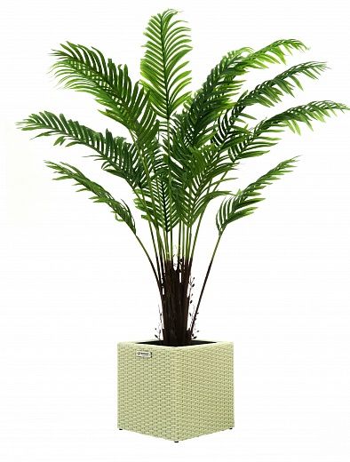 Date palm Bizerte cachepot Dekollete Rattan Cube 32 available to order 1 piece