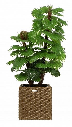 Palm Washingtonia Anaba cachepot Dekollete Rattan Cube 32